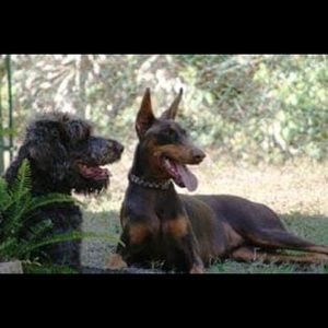 Meet your Posher, Susan